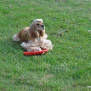 Amerikansk cocker spaniel Laika