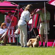Amerikansk cocker spaniel Laika