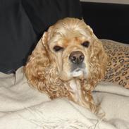 Amerikansk cocker spaniel Laika