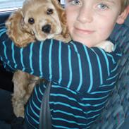 Amerikansk cocker spaniel Laika