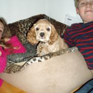 Amerikansk cocker spaniel Laika