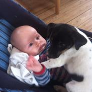 Dansk svensk gaardhund Minnie