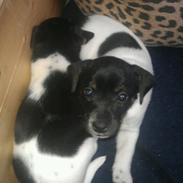 Dansk svensk gaardhund Minnie