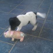 Dansk svensk gaardhund Minnie