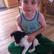 Dansk svensk gaardhund Minnie