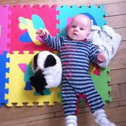 Dansk svensk gaardhund Minnie