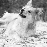 Islandsk fårehund Gladur Nanna