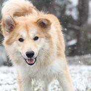 Islandsk fårehund Gladur Nanna