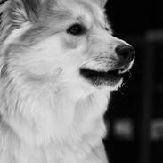 Islandsk fårehund Gladur Nanna