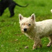 West highland white terrier Viggo