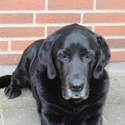 Labrador retriever Nunu <3