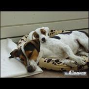 Blanding af racer - Spot