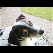 Blanding af racer - Spot