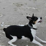 Dansk svensk gaardhund Gabi