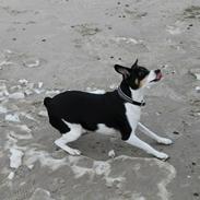 Dansk svensk gaardhund Gabi