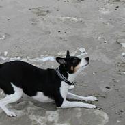 Dansk svensk gaardhund Gabi