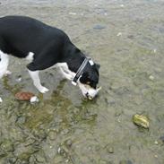 Dansk svensk gaardhund Gabi