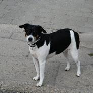 Dansk svensk gaardhund Gabi