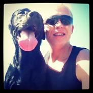 Labrador retriever Aston