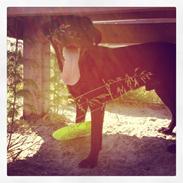 Labrador retriever Aston