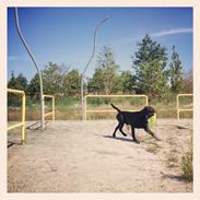 Labrador retriever Aston