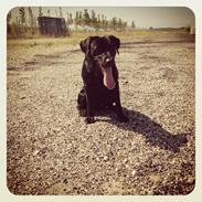 Labrador retriever Aston