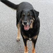 Blanding af racer Lisa