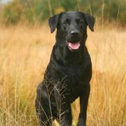 Labrador retriever Nynne ;-)