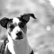 Dansk svensk gaardhund Olsen