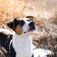 Dansk svensk gaardhund Olsen