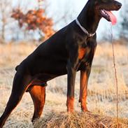 Dobermann Izrafel Napoleon Nacholious