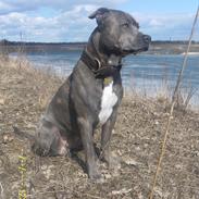 Staffordshire bull terrier Amigo