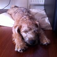 Soft-coated wheaten terrier Lulu