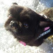 Pekingeser Beauti