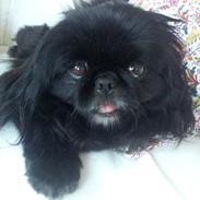 Pekingeser Beauti