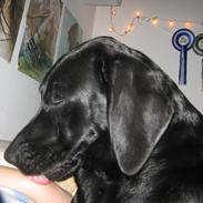 Blanding af racer Lucky