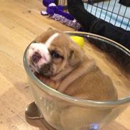 Engelsk bulldog Annabell