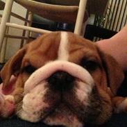 Engelsk bulldog Annabell