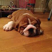 Engelsk bulldog Annabell