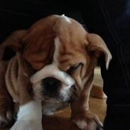 Engelsk bulldog Annabell