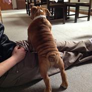 Engelsk bulldog Annabell