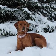 Blanding af racer Zita