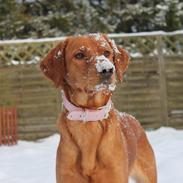 Blanding af racer Zita