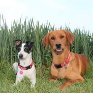 Blanding af racer Zita