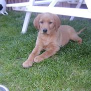 Blanding af racer Zita