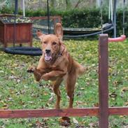 Blanding af racer Zita