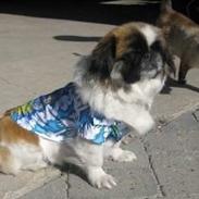 Pekingeser Miffisus