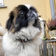 Pekingeser Miffisus