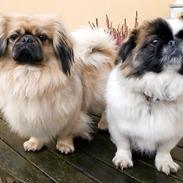 Pekingeser Miffisus