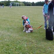 Sankt bernhardshund Zoomorfs Xanadu